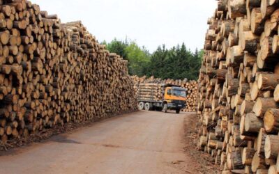 ¿Arrancará paulatinamente el sector construcción? Proyectan reactivar aserraderos y carpinterías en el país
